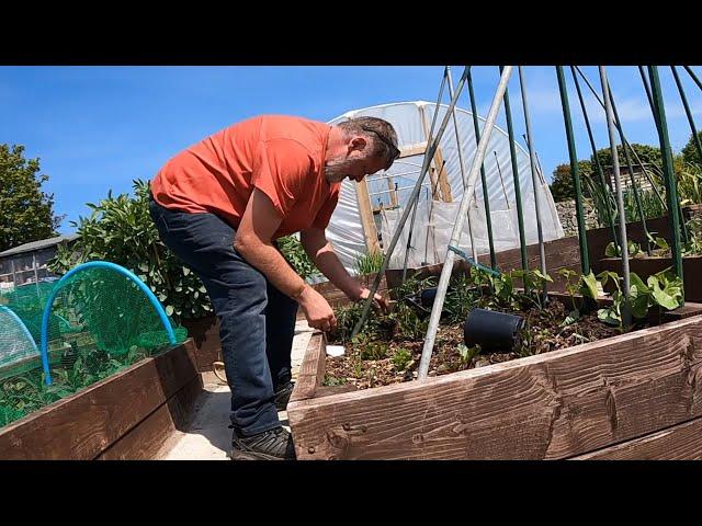 Space Saving Garden Tip and Advice | Allotment Gardening With Tony