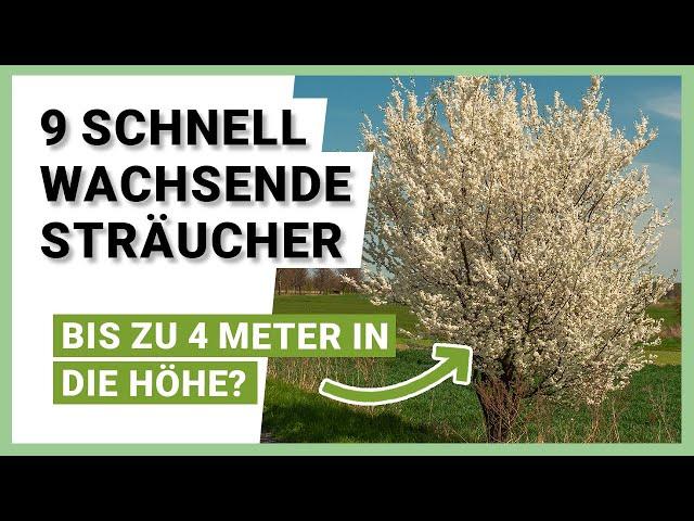 9 schnell wachsende Sträucher für mehr Privatsphäre im Garten