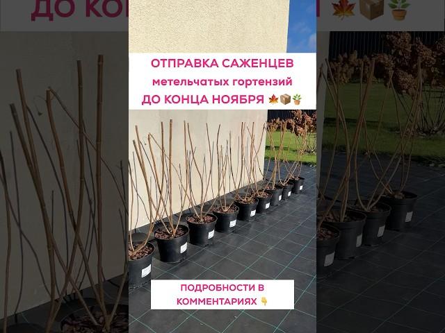 Отправка саженцев до конца ноября 🪴 #гортензия #гортензияметельчатая #питомникгортензий