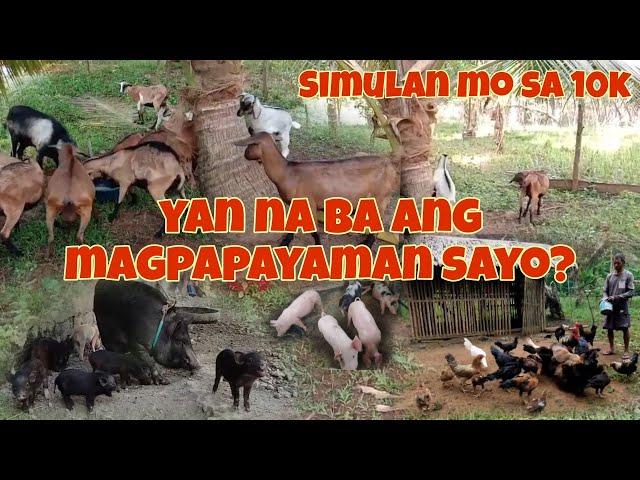 10K Puhunan Para sa Pangarap 5 Business Ideas Panimulang Business Kambing, Manok, Baboy, Rabbit Etc.