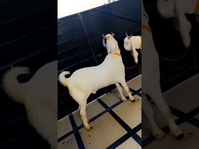 Surah kousar with urdu translation #sunnateibrahimi #bakra eid#goats# viral video