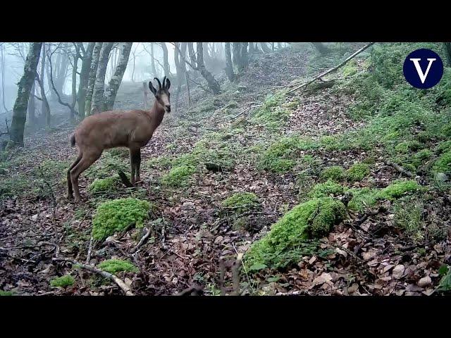 Tres años de grabaciones revelan la rica fauna del parque de La Viesca en Cantabria