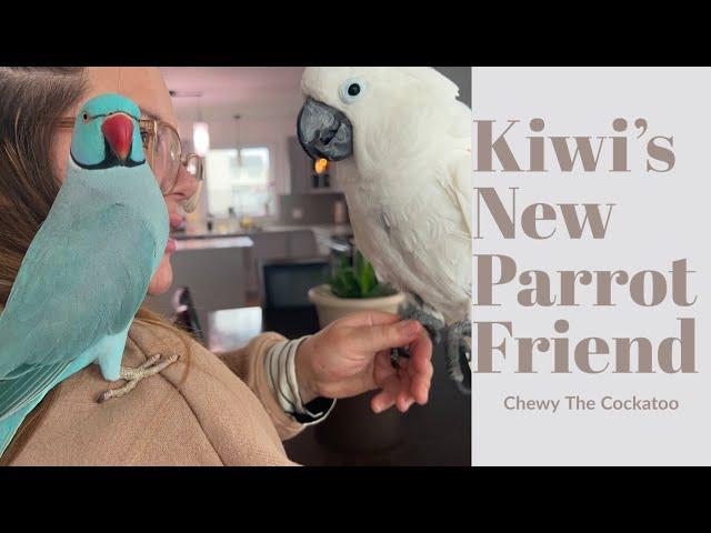 The Blue Chicken Meets Chewy!