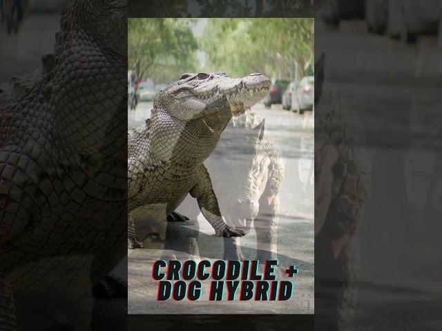 Animal Hybrid Crocodile Dog Hybrid #aianimals #animalhybrids #aianimalfusion #hyperrealism #aitech