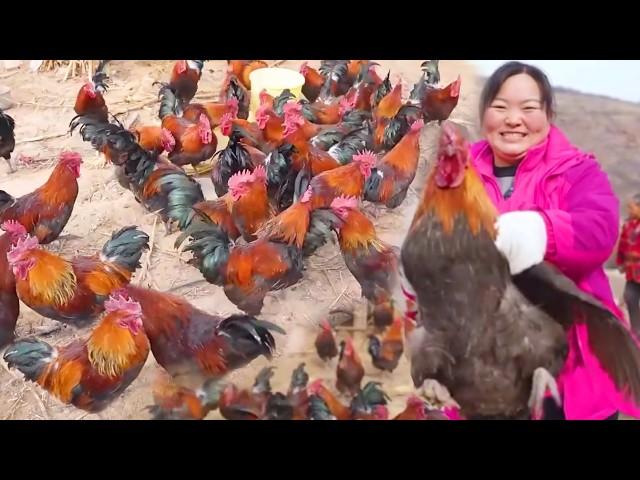 Xia Jie went up the mountain to catch the local chicken and make the ”local chicken stewed mushroom