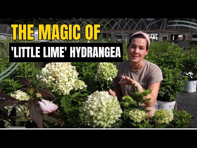 Dwarf Little Lime Hydrangea Plant Highlight | Catherine Arensberg