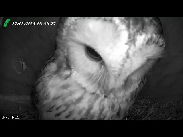 More regular visit from the female Tawny Owl