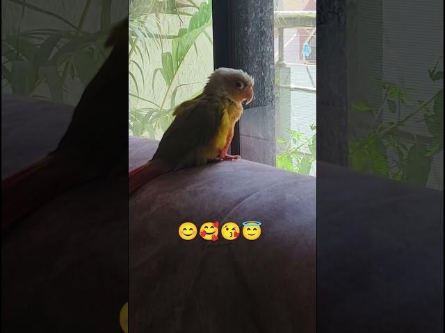 #zuzu