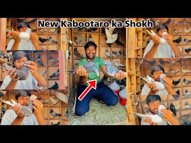 New Kabootaro Ka Shokh Kara Diya Aaj ️| New Kabootaro Ko Dekho Lo Ap Sabhi ️