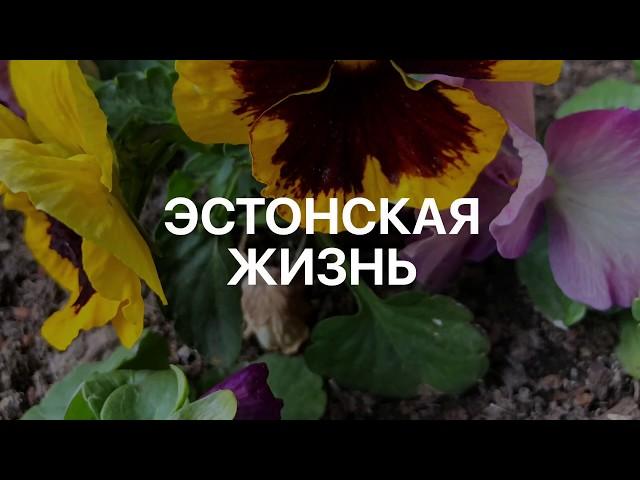 19.Эстония. Эстонская жизнь..#жизньвэстонии #novatinafilm #vlog