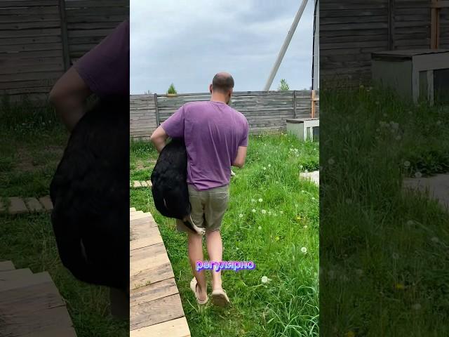 БАЗА: ГЛИСТЫ 🪱