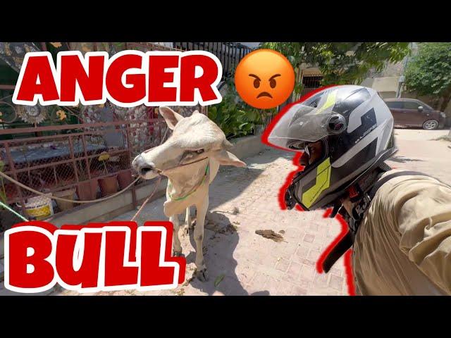 Angry  Bull Attack On Me | Daily Vlog 265