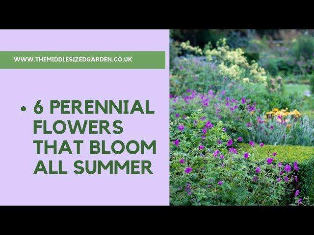 6 perennial flowers that bloom all summer - plus a bonus plant