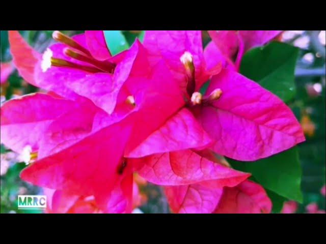 Relax NOW With Soothing Garden Flowers & Calming Sleep Music