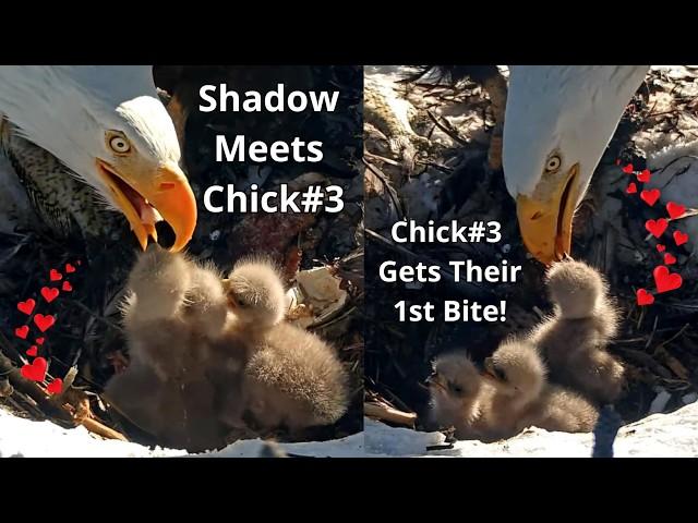 Big Bear Bald Eagles: Amazing Dad Shadow Meets His 3rd ChickJackie Feeds Chick#3 For The 1st Time!