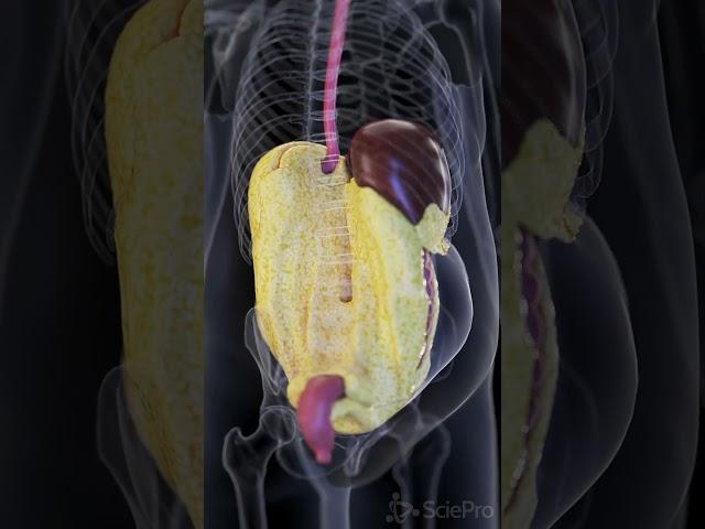  A Look at Visceral Fat: The Hidden Fat Behind the Organs   #anatomy