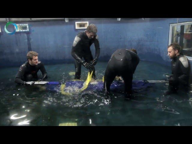 The Big Lemon Shark Move at the National Marine Aquarium