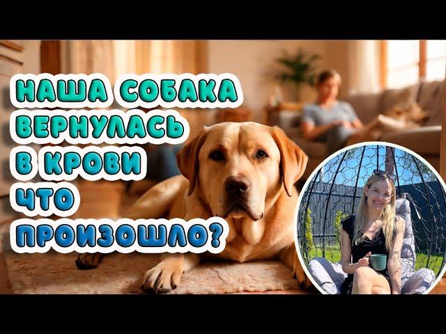 Наша собака вернулась в крови: что произошло?