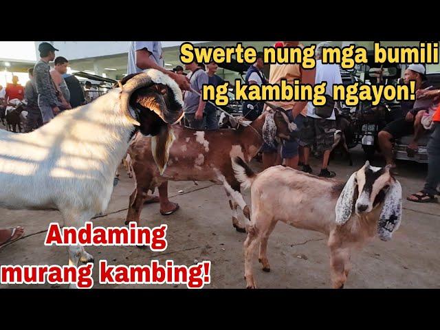 August 30, 2024 Presyo ng Kambing sa Padre Garcia Batangas Livestock Auction