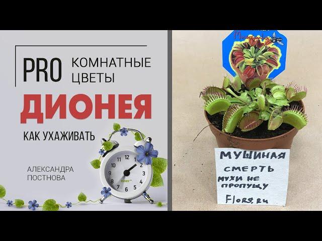 Венерина мухоловка | Дионея - так называется это комнатное растение