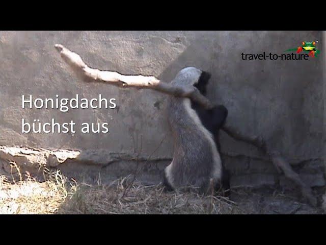 Honigdachs büchst aus / Honeybadger escaping