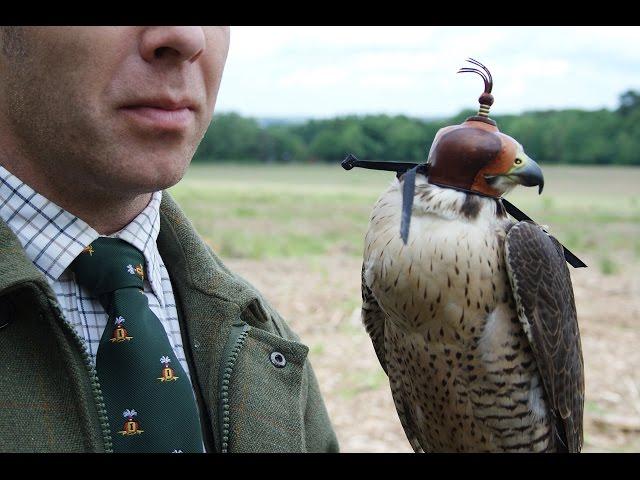 Hawkins Falconry promotional video