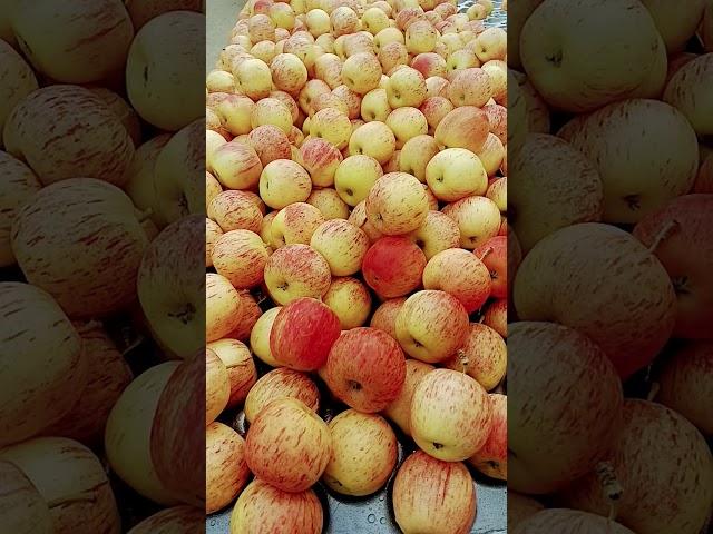 Apple #