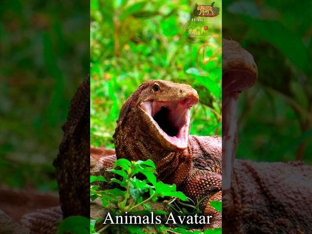 The Journey from Small to Spectacular | Animal Transformations #amazing #wildlife #nature #shorts