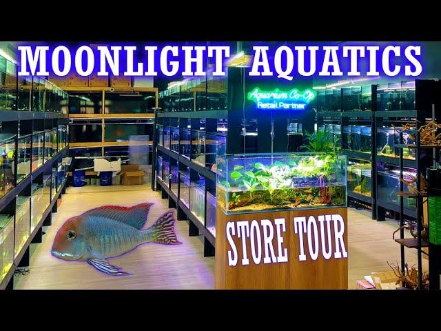 Inside Moonlight Aquatics: A Must-Visit for Fish Keepers!