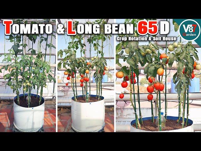 The Secret to Growing Tomatoes & Long Beans Together – Easy Gardening Tips