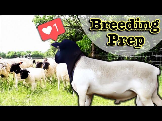 How I Breed My Dorper Sheep In-Season (NATURALLY) // Breeding Sheep on Pasture Grass