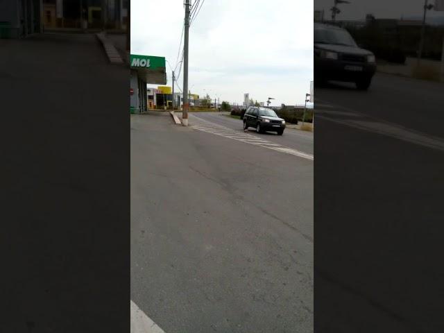 Vulpe filmată după ce fură o găină şi trece strada, în Baia Mare