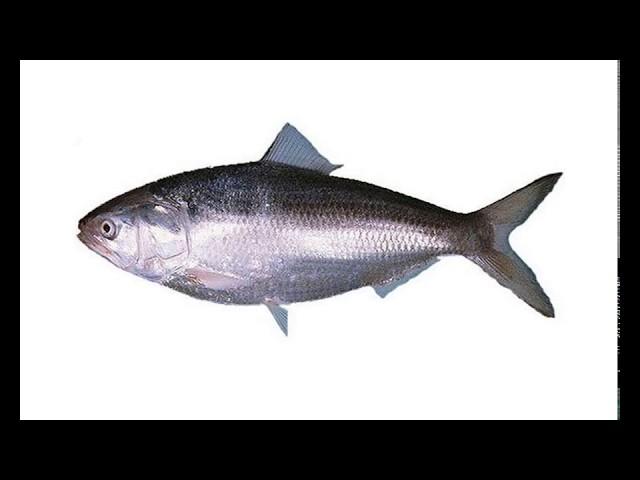 Bangladesh lifts Ban on Hilsa Fish export to India