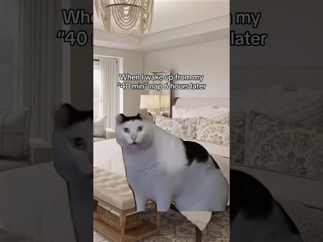 When I wake up from my "40 min" nap 6 hours later (Huh Cat Meme)