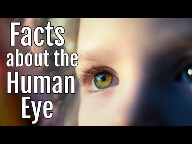 Facts about the Human Eye | Anatomy Classroom Video for Kids