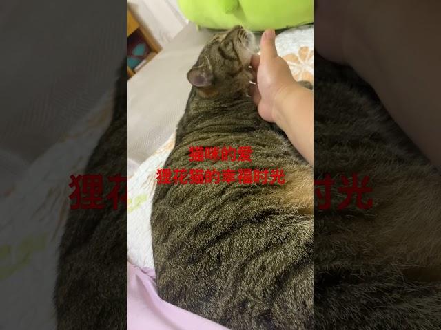 治愈时刻：狸花猫与主人共度温馨时光 #宠物 #治愈猫咪