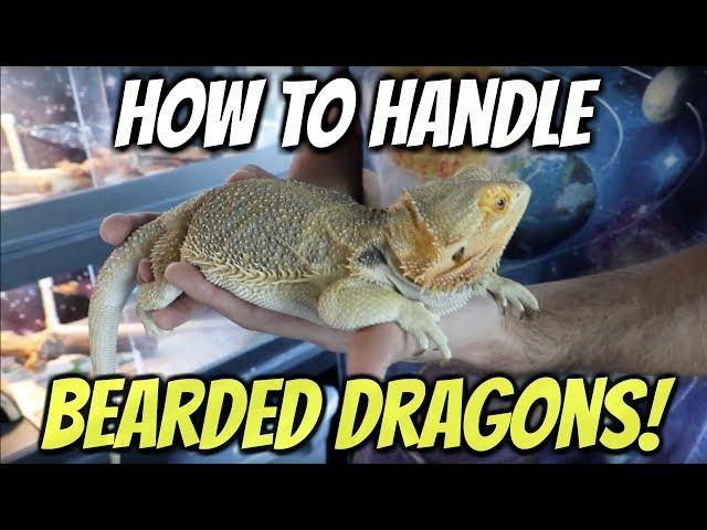 How To Handle Bearded Dragons