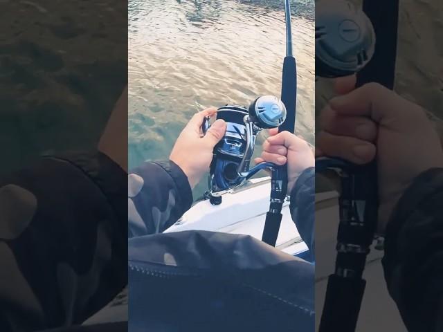 Shimano Twin Power 8000Hg Assembling #shimano #jigging #reel #fishing