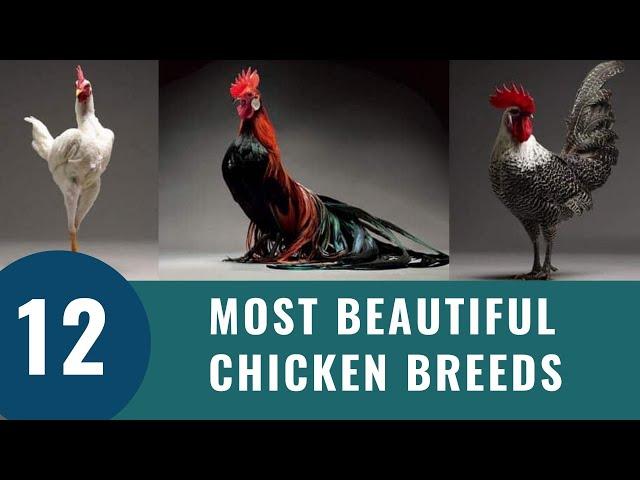 Top 12 Most Beautiful Chicken Breeds (2023)