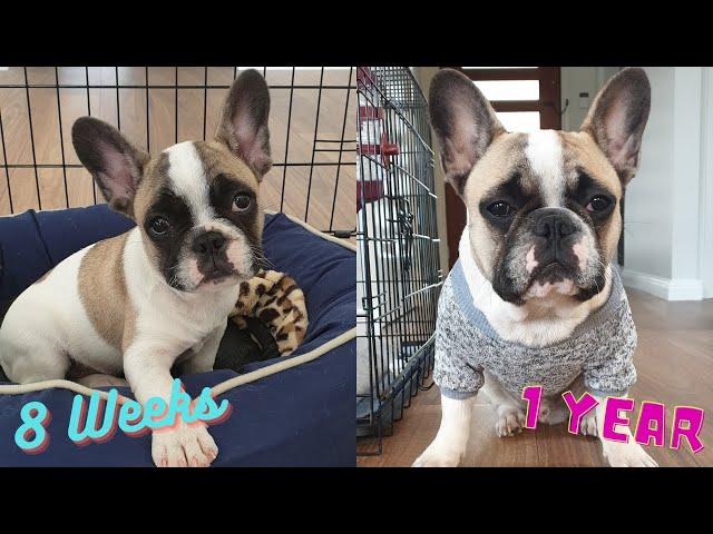 Funny French Bulldog Puppy Compilation- Ollie My Frenchie Puppy From 8 Weeks Old To 1 year!