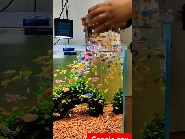 Fish aquarium #fish #shortsvideo #youtubeshort #worldenvironmentday #viralvideo