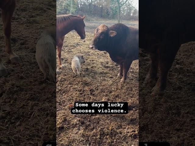 Lucky VS Rufus #rufusthebull #cow #Luckythepig