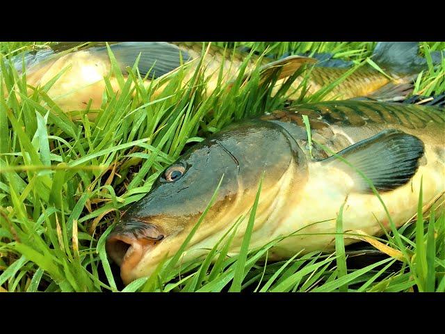 THIS FISH ON A FLOAT IS JUST A BUZZ! Fishing in a micro river near the village.