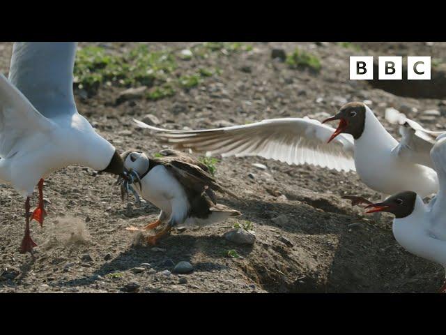 These gulls are VICIOUS  | Wild Isles - BBC