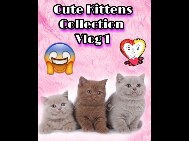 Funny Cute Kittens that will surely melt your hearts -  Vlog 1. Cute Kittens Collections