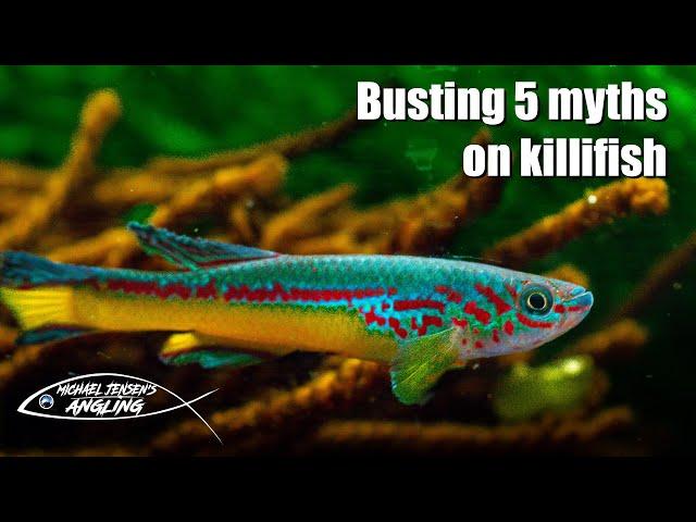 Myth busting - 5 die hard myths on killifish