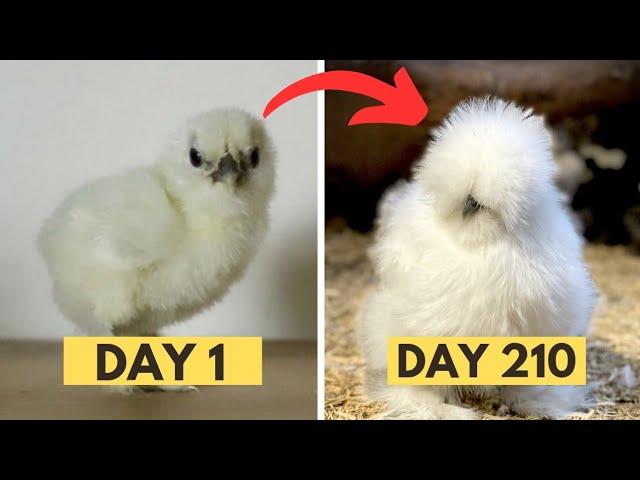 From Silkie Chicks to Adult SILKIE CHICKEN Growth Time Lapse Transformation | Silkie Chickens Silky