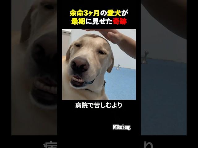 余命３ヶ月の愛犬が最期に見せた奇跡