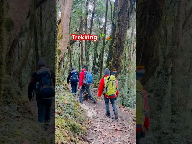 trekking in nepal | trekking in forest #shorts #shortsvideo #youtubeshorts #tredingshorts