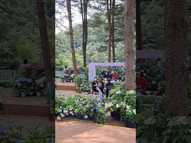 수국의 아름다움에 반하다